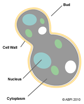 The components of a yeast cell