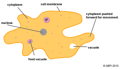 protozoan cell diagram