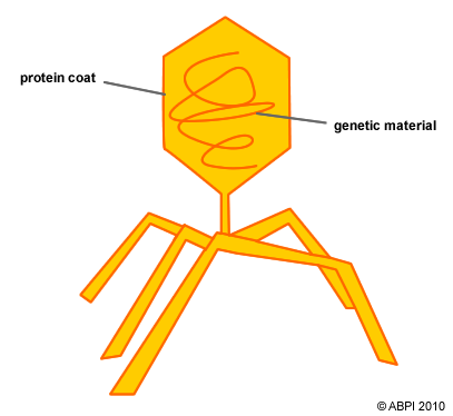 The structure of a virus